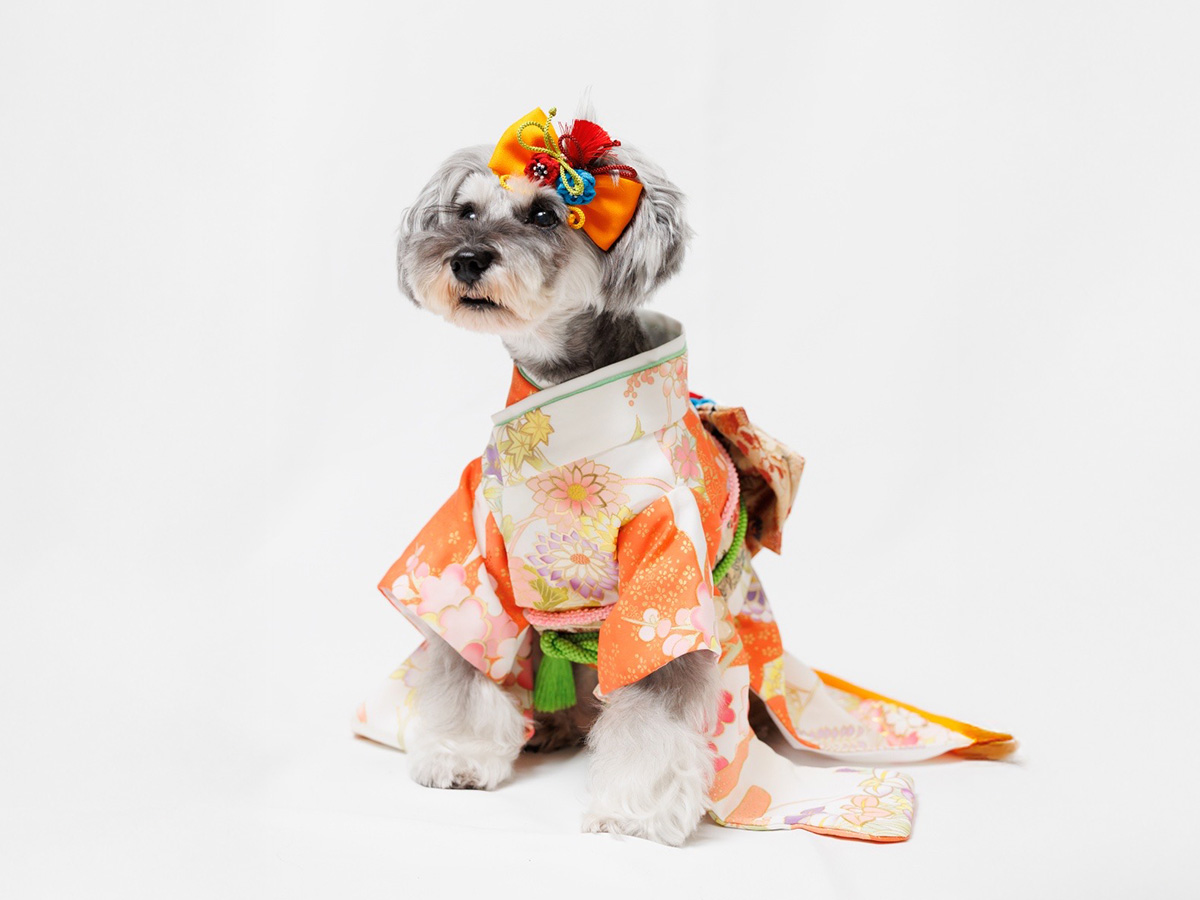 ドレスサロンLaReine（ラレンヌ） ワンちゃん用着物